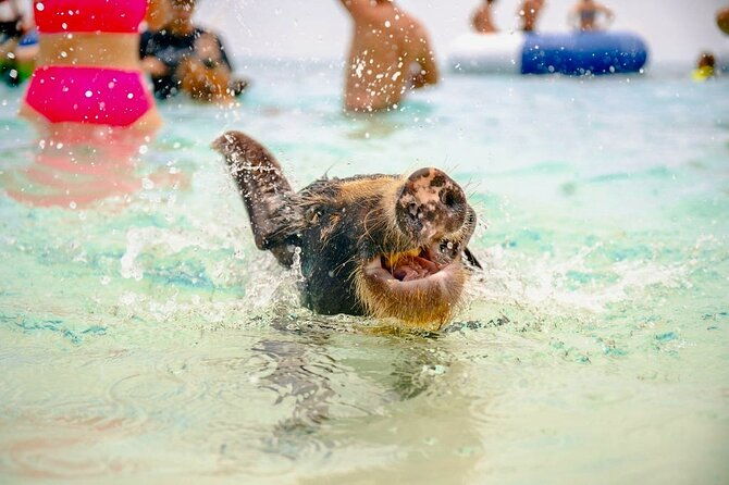 swimming-pigs-of-rose-island-beach-day-group-tour