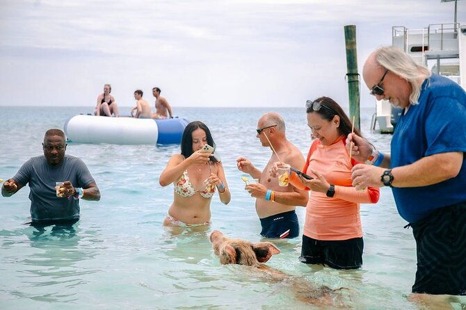 swimming-pigs-of-rose-island-beach-day-group-tour
