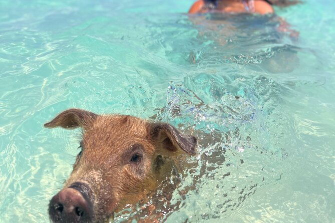 swimming-pigs-with-pickup-pig-cant-fly-but-they-do-swim