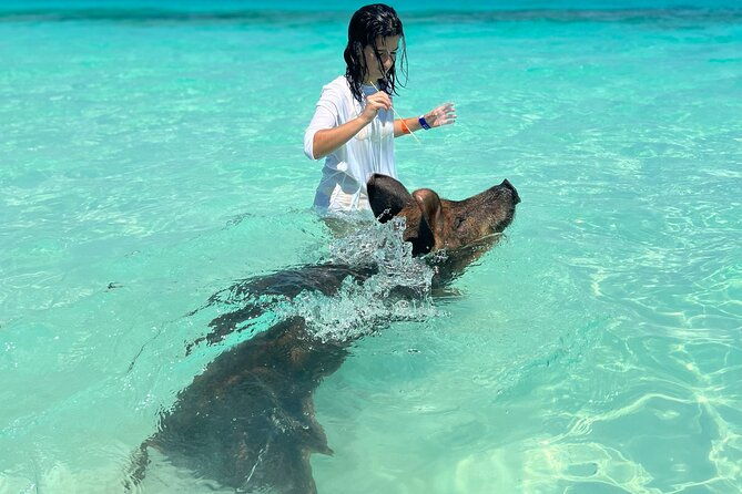 swimming-pigs-with-pickup-pig-cant-fly-but-they-do-swim