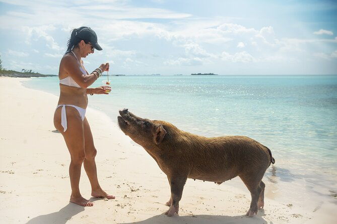 swimming-pigs-with-pickup-pig-cant-fly-but-they-do-swim