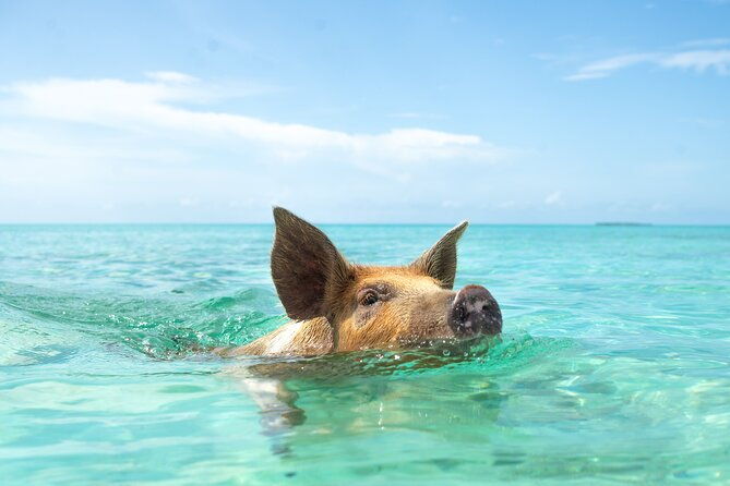 swimming-pigs-with-pickup-pig-cant-fly-but-they-do-swim