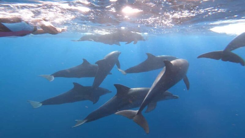 swimming with dolphin in kizimkazi zanzibar - Who Would Love This Experience