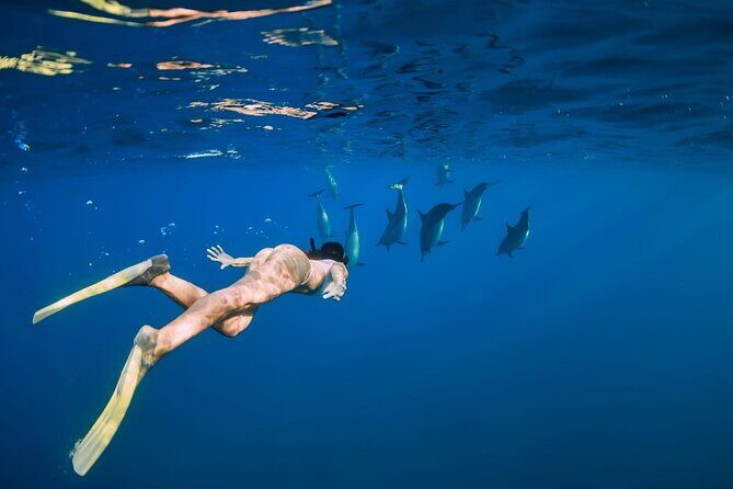 Swimming With Dolphin in Red Sea Adventure with Lunch - Hurgada - Frequently Asked Questions  