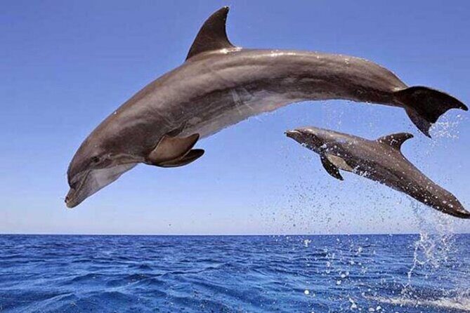 Swimming With Dolphin in SeaTrip adventure with Lunch in Hurghada - An Honest Breakdown of the Hurghada Dolphin Tour Experience