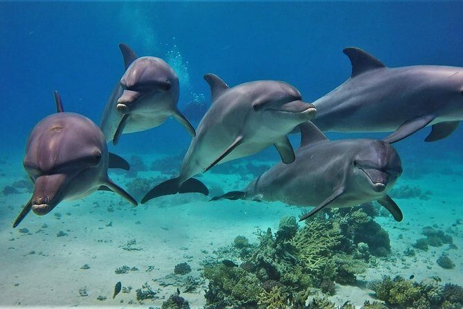 Swimming with Dolphin VIP Snorkeling Sea Trip With Lunch and Transfer - Hurghada - A Detailed Look at the Hurghada Snorkeling Experience
