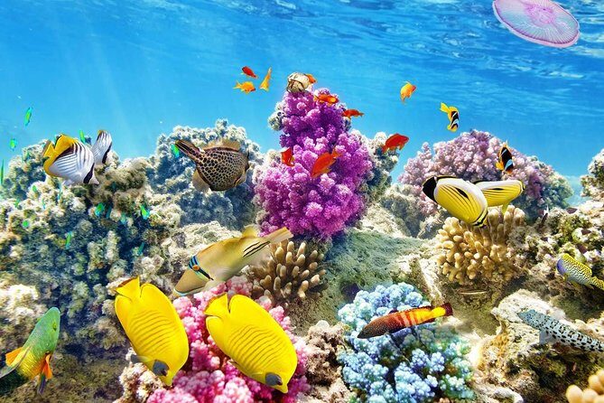 Swimming with Dolphin VIP Snorkeling Sea Trip With Lunch and Transfer - Hurghada - Potential Drawbacks and Considerations