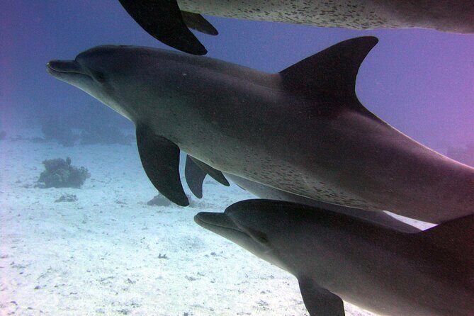 Swimming with Dolphins and Banana Boat Sea Trip Day Experience - Hurghada - What Makes This Tour Stand Out
