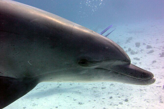 Swimming with Dolphins and Banana Boat Sea Trip Day Experience - Hurghada - Who Should Consider This Tour?