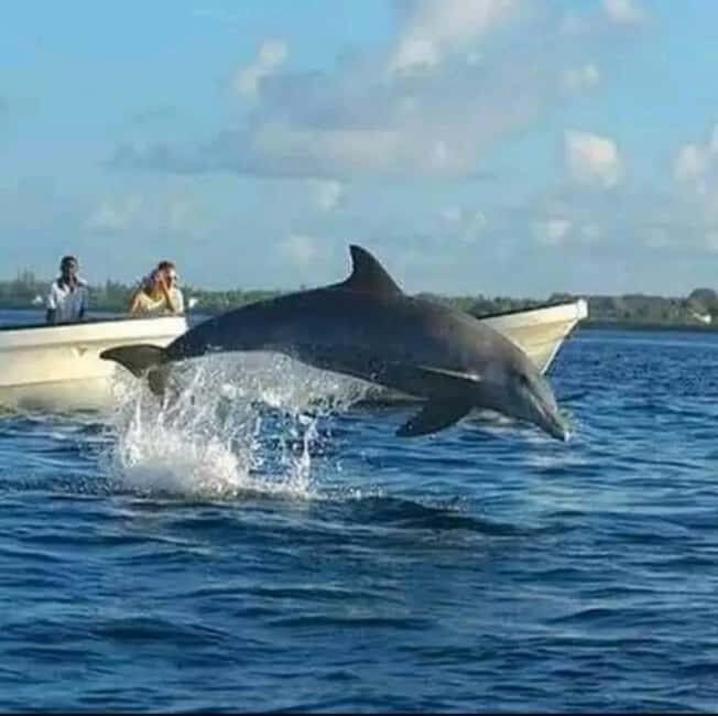 Swimming with dolphins and snorkeling mnemba island - Key Points  