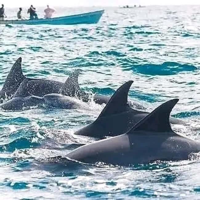 Swimming with dolphins and snorkeling mnemba island - Starting the Day: Comfortable Transfers and Early Departure