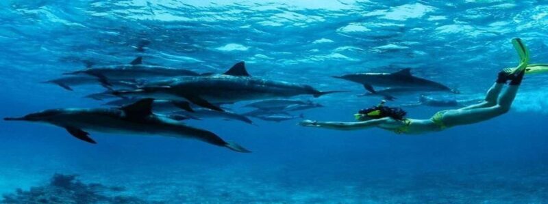 Swimming with dolphins and snorkeling mnemba island - Swimming with Dolphins: A Highlight with Authenticity