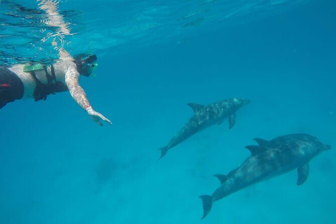 Swimming with Dolphins by Private Speed Boat - Hurghada - FAQ