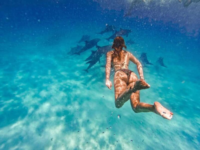 Swimming with dolphins in kizimkazi - Key Points