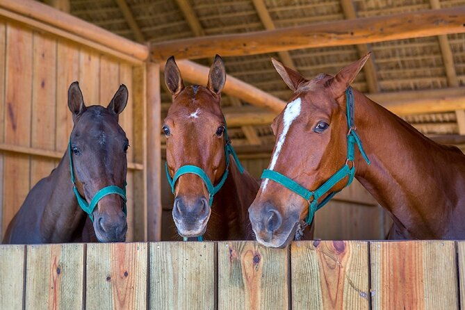 swimming-with-horses-at-the-beach-from-punta-cana-free-transportation