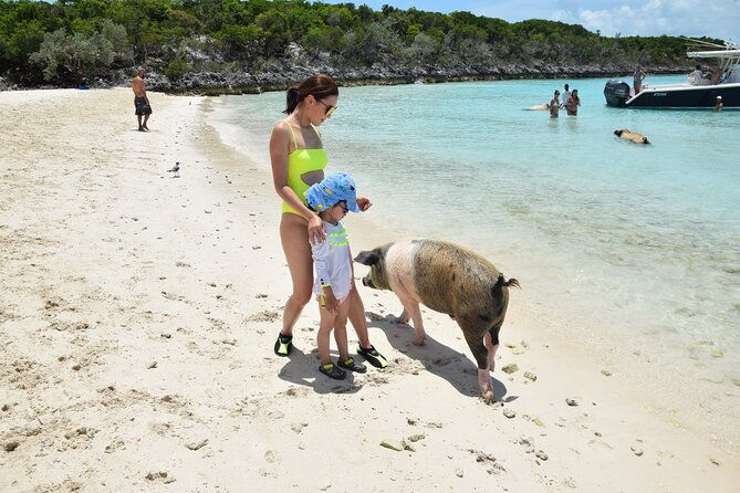 swimming-with-pigs-in-nassau-transportation-included