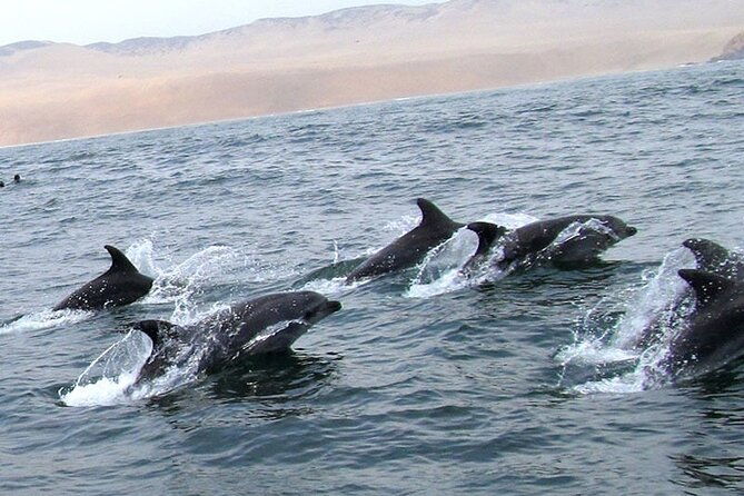 swimming-with-sea-lions-in-islas-palomino-lima
