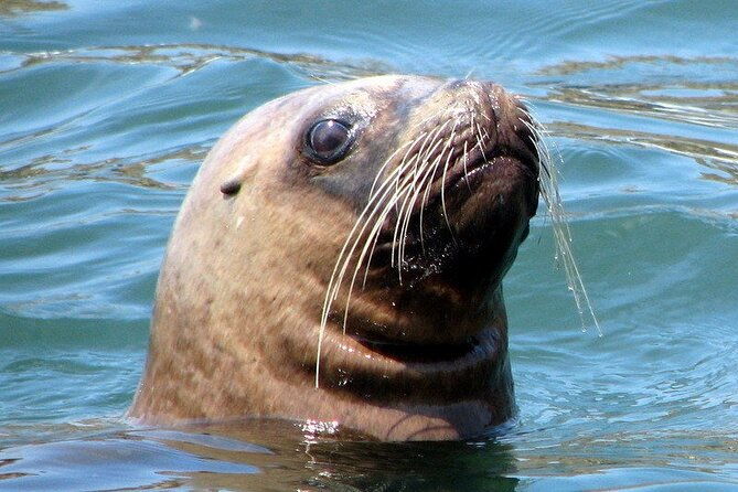 swimming-with-sea-lions-in-islas-palomino-lima