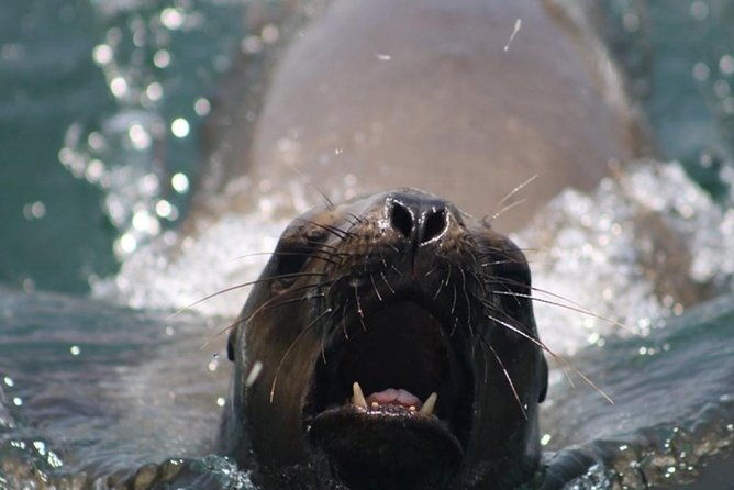 swimming-with-sea-lions-in-lima-2