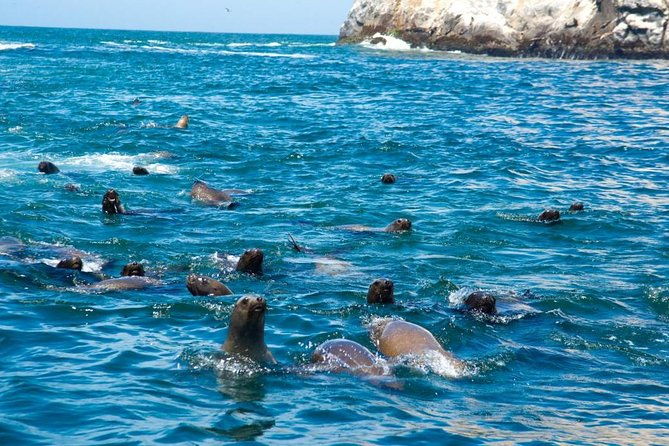 swimming-with-sea-lions-in-lima-2