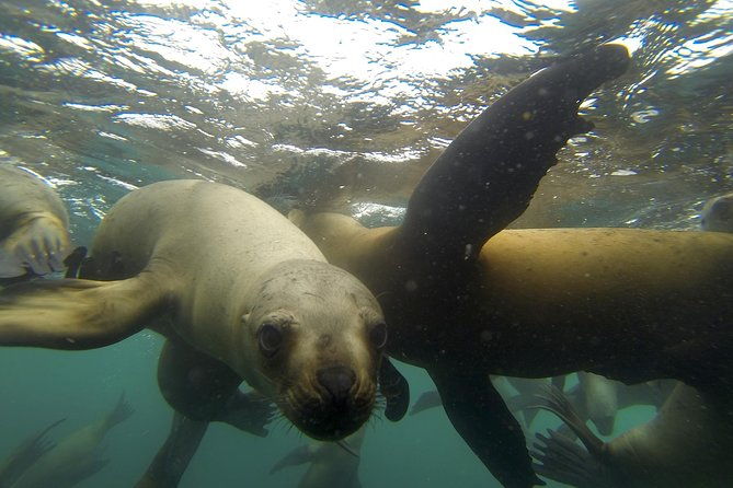swimming-with-sea-lions-in-lima-2