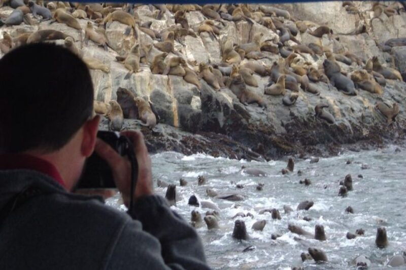 swimming-with-sea-lions-in-lima-3