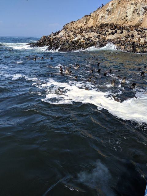 swimming-with-sea-lions-in-lima-3