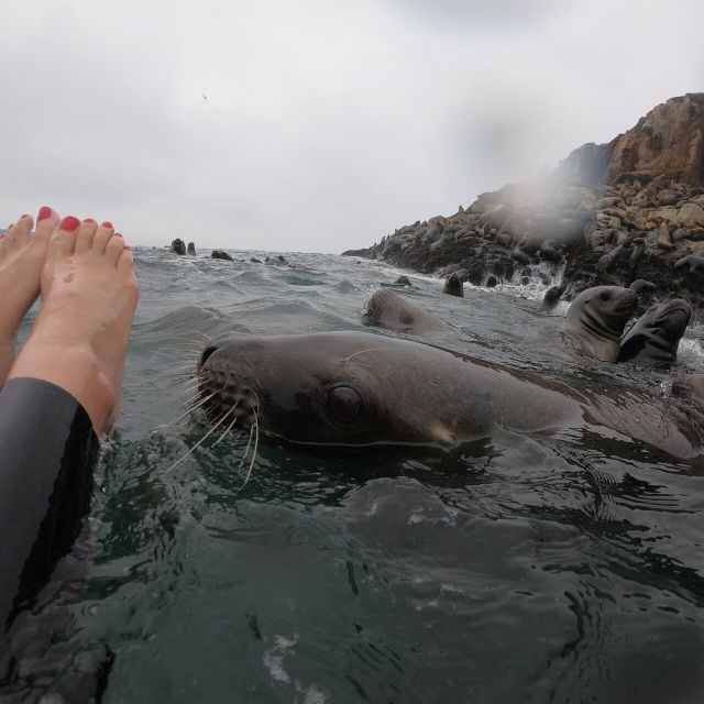 swimming-with-sea-lions-in-lima-3