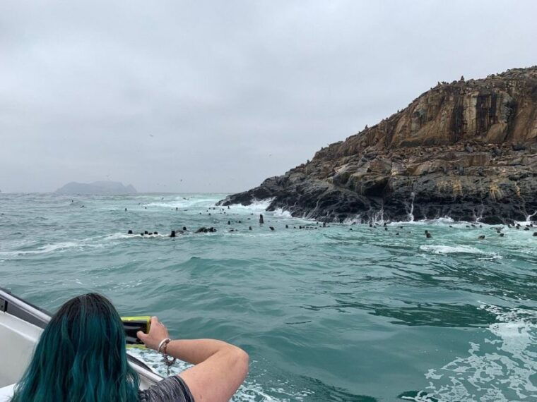 swimming-with-sea-lions-in-lima-3
