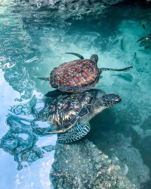 Swimming with sea turtles in salaam cave - What to Expect from the Salaam Cave Turtle Tour