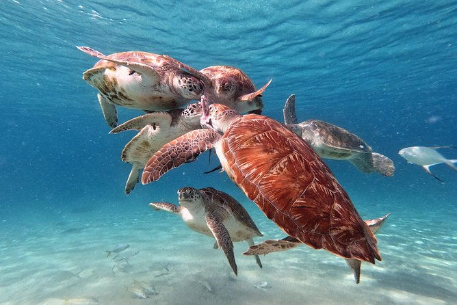 swimming-with-sea-turtles-with-the-award-winner