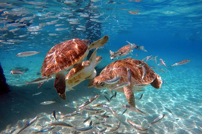 swimming-with-sea-turtles-with-the-award-winner