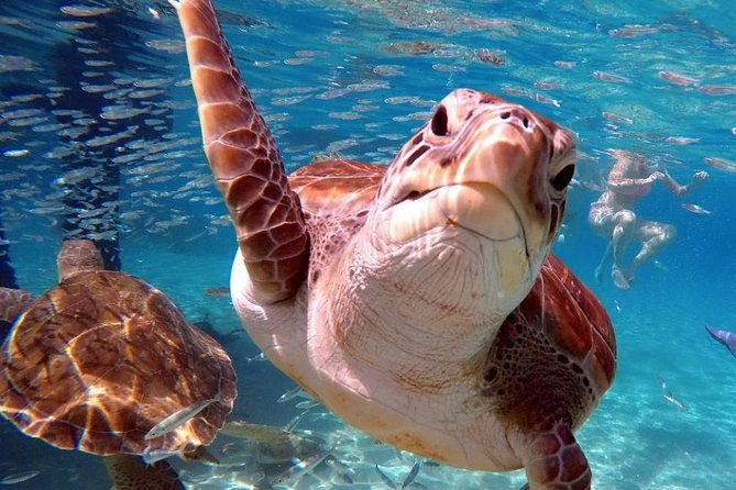 swimming-with-sea-turtles-with-the-award-winner