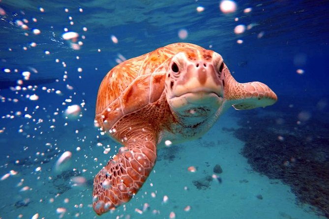 swimming-with-sea-turtles-with-the-award-winner
