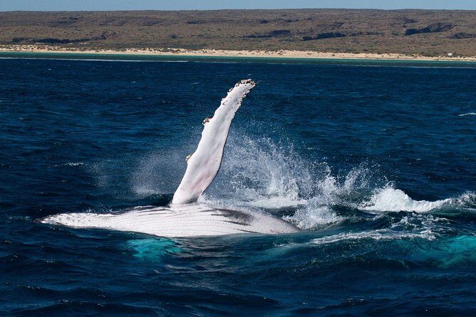 Swimming with the Whale Sharks - Ningaloo Reef (Exmouth) - An In-Depth Look at the Ningaloo Reef Whale Shark Tour