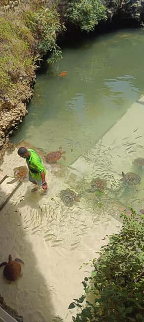 Swimming with tirltes at The Lagoons Zanzibar in Nungwi - Key Points