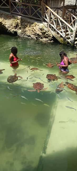Swimming with tirltes at The Lagoons Zanzibar in Nungwi - An In-Depth Look at the Experience