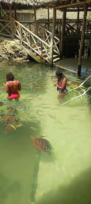 Swimming with tirltes at The Lagoons Zanzibar in Nungwi - Authentic Insights from Reviews