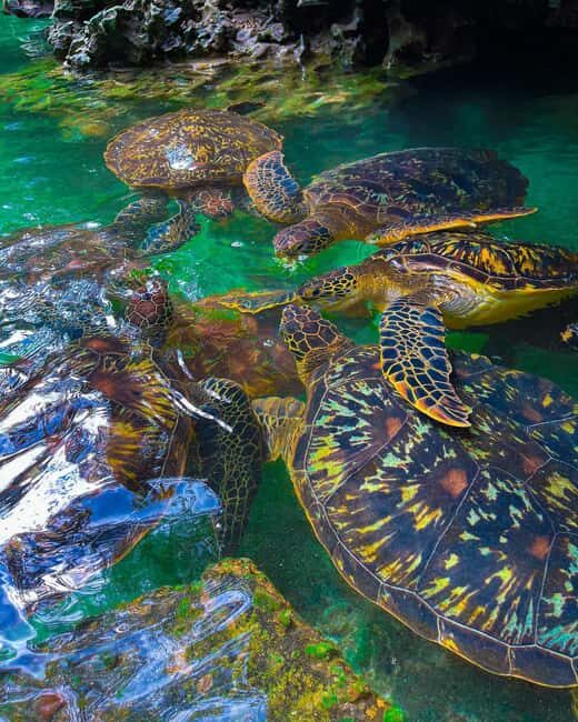 SWIMMING WITH TURLTLES AT BARAKA AQUARIUM - Key Points
