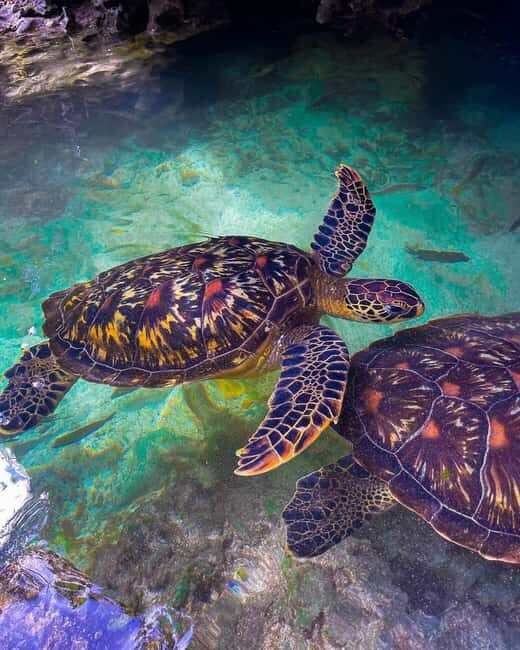 SWIMMING WITH TURLTLES AT BARAKA AQUARIUM - In-Depth Review of the Zanzibar Turtle Experience