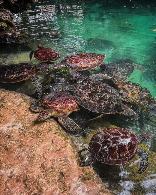 SWIMMING WITH TURLTLES AT BARAKA AQUARIUM - Who Would Love This Tour