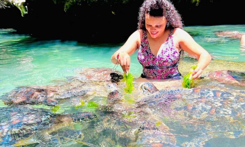 Swimming With Turtle at Baraka aquarium - What Is the Swimming With Turtles at Baraka Aquarium?