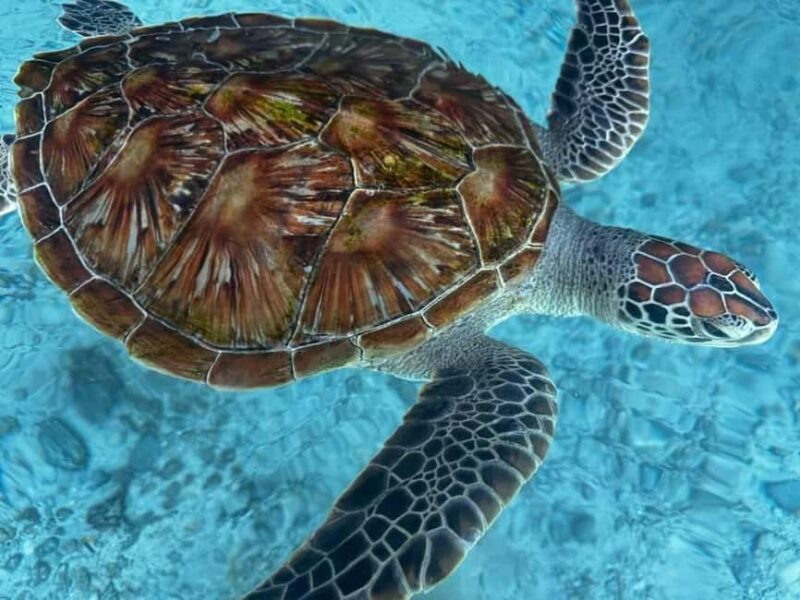 Swimming With Turtle at Baraka aquarium - What to Bring and Other Practical Tips