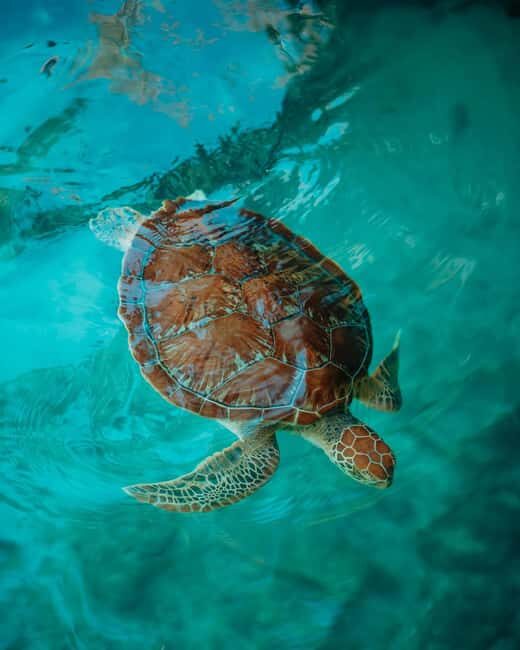 SWIMMING WITH TURTLES AT SALAAM CAVE AT KIZIMKAZI ZANZIBAR - Price, Value, and Booking Flexibility