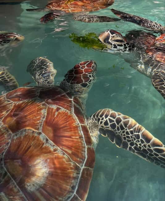 SWIMMING WITH TURTLES AT SALAAM CAVE AT KIZIMKAZI ZANZIBAR - Real Traveler Insights and Tips