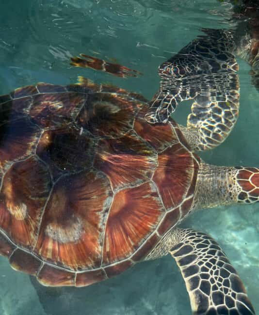 SWIMMING WITH TURTLES AT SALAAM CAVE AT KIZIMKAZI ZANZIBAR - Who Should Consider This Tour?