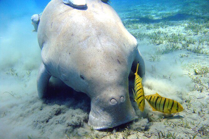 Swimming with Turtles in Abu Dabbab & Transfer -Hurghada - Key Points