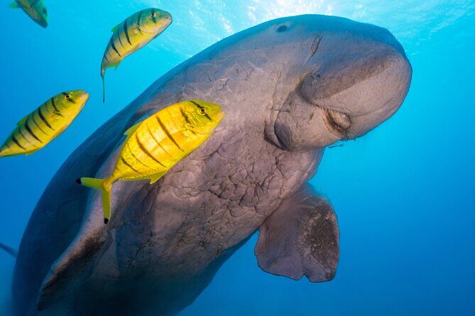 Swimming with Turtles in Abu Dabbab & Transfer -Hurghada - Final Thoughts