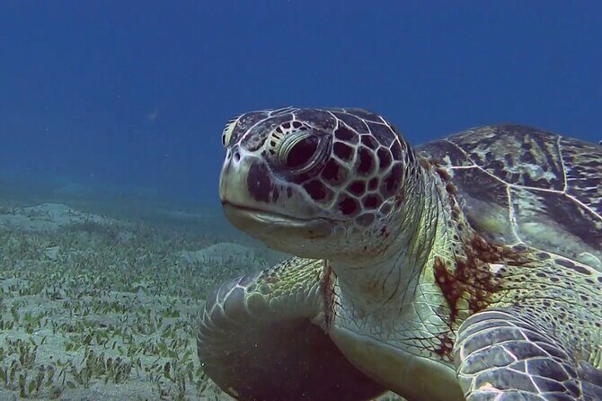 Swimming with Turtles in Abu Dabbab & Transfer -Hurghada - FAQ