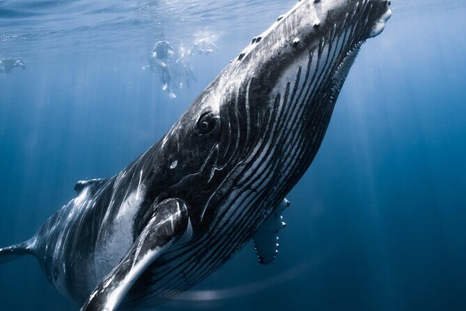 Swimming with Whales in Moorea (Half Day tour) - An In-Depth Look at the Tour Experience